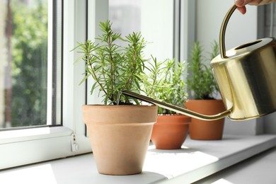 Photo of Woman watering aromatic green rosemary at windowsill, closeup