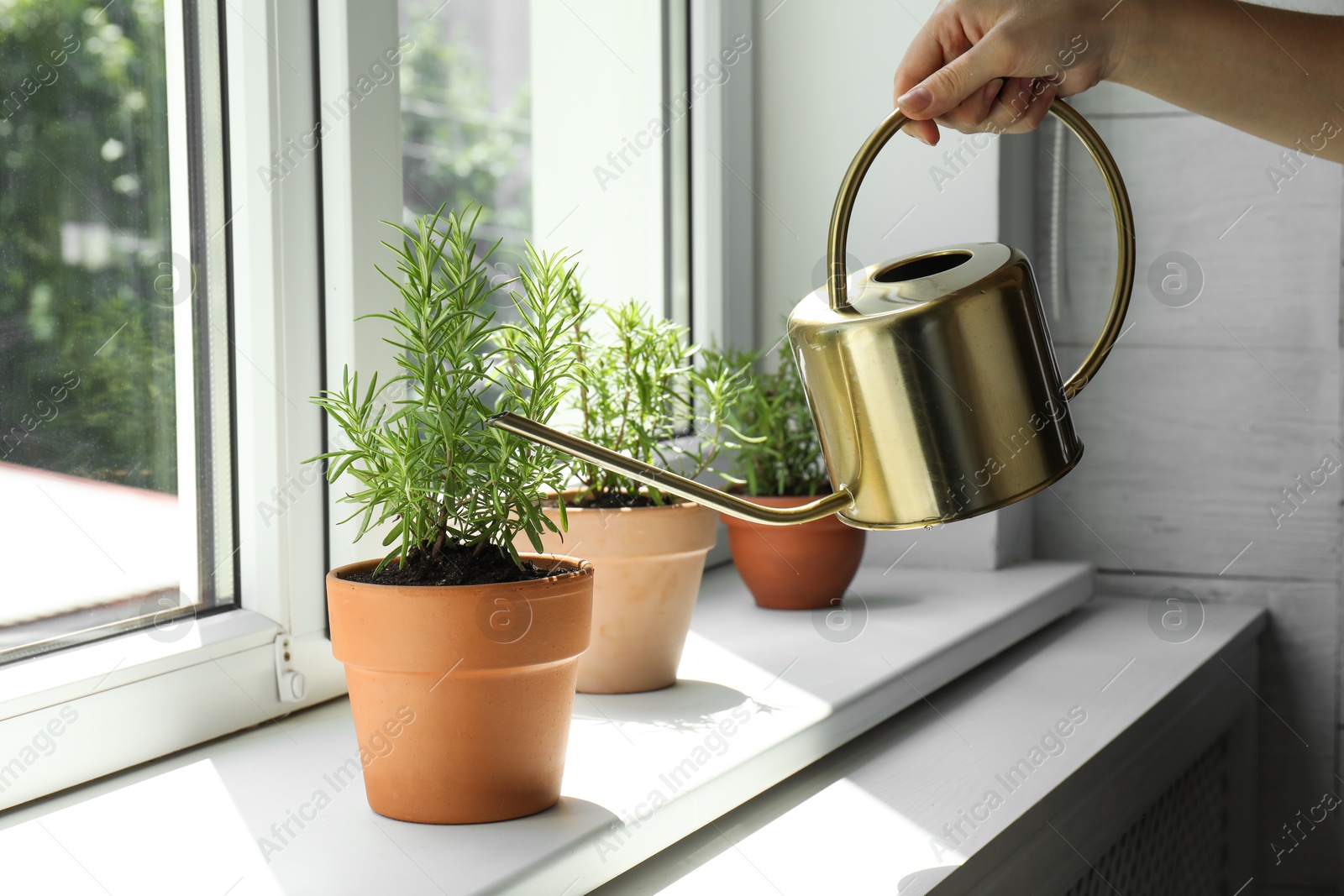 Photo of Woman watering aromatic green rosemary at windowsill, closeup