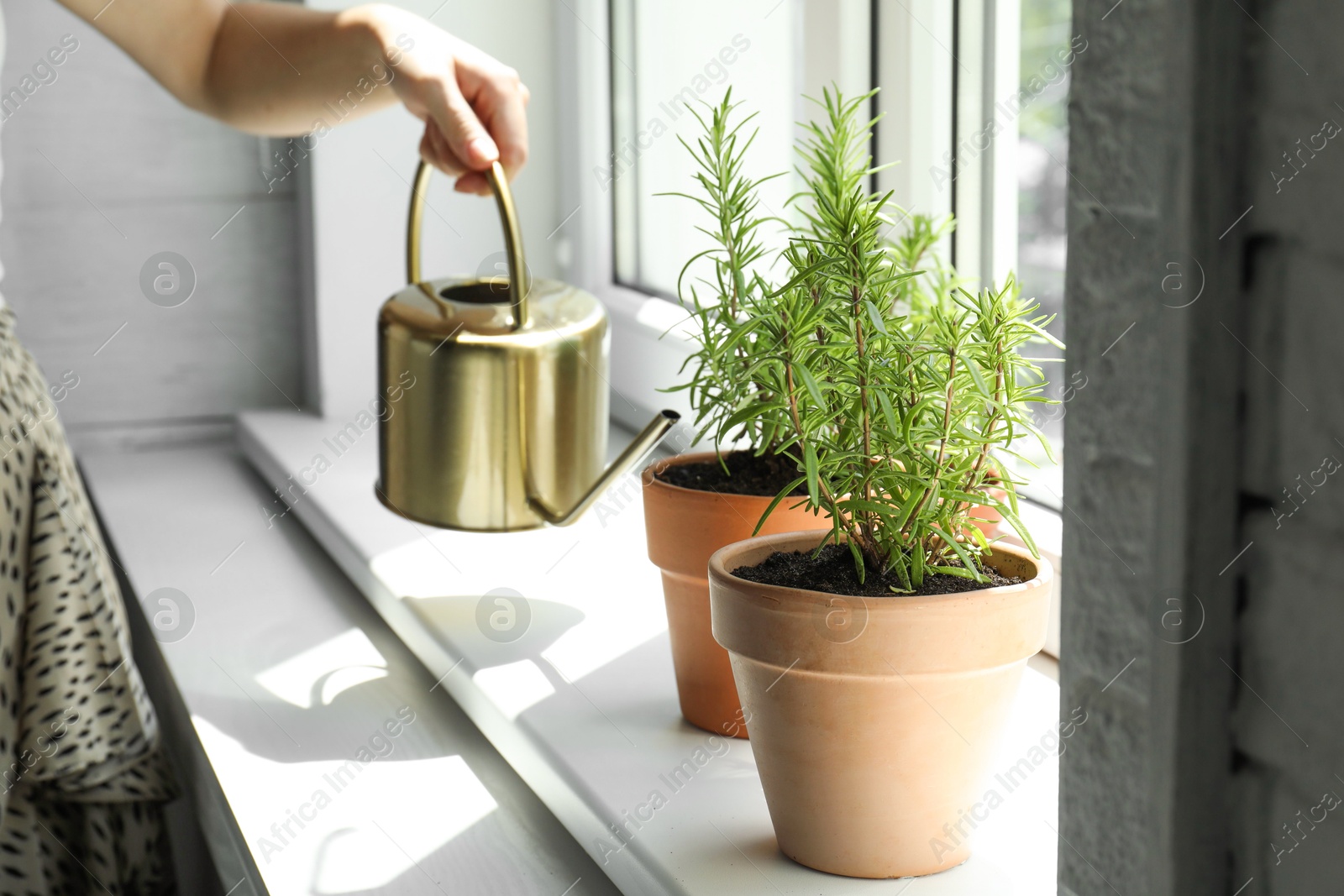 Photo of Woman watering aromatic green rosemary at windowsill, closeup