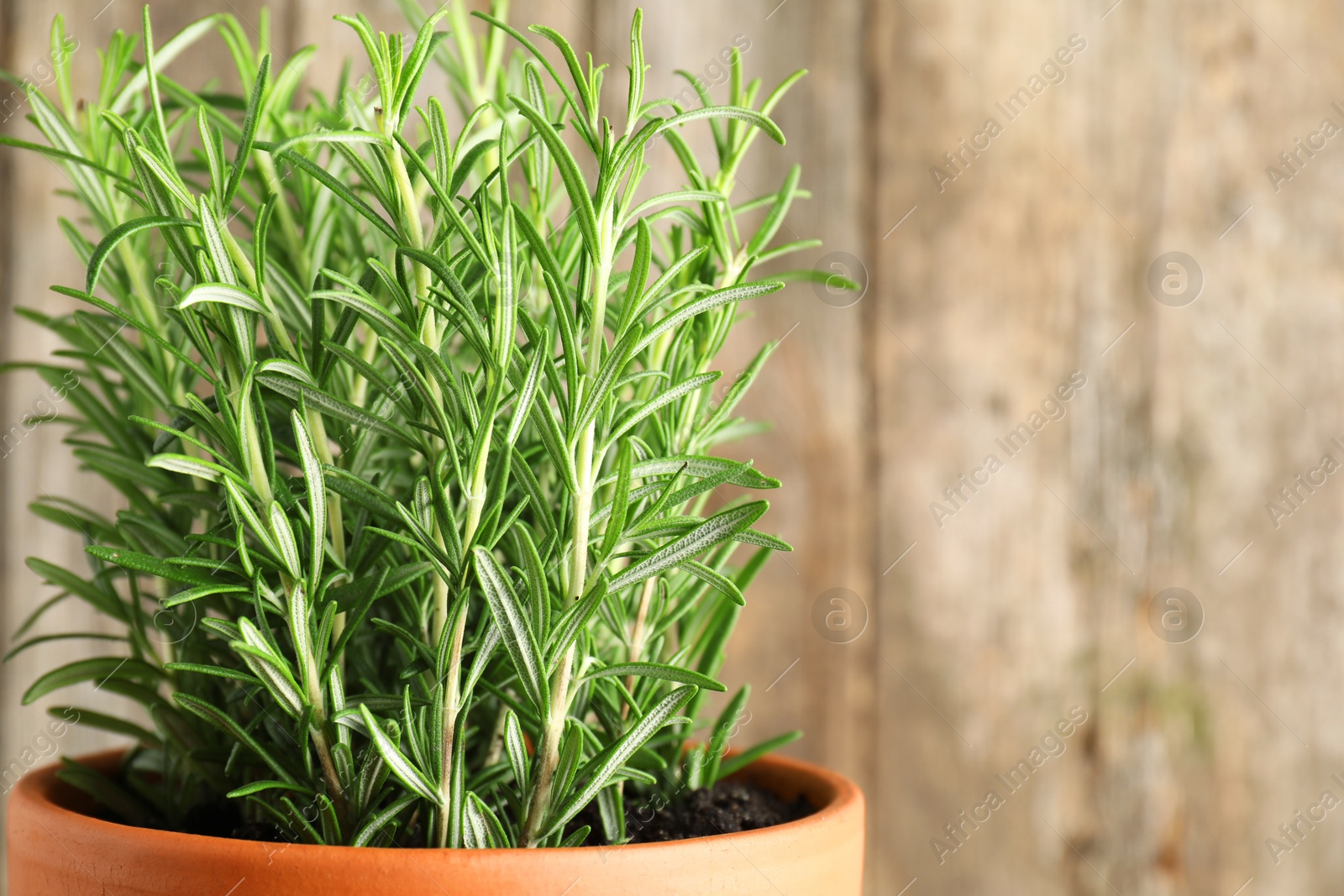 Photo of Aromatic rosemary plant in pot against blurred background, closeup. Space for text