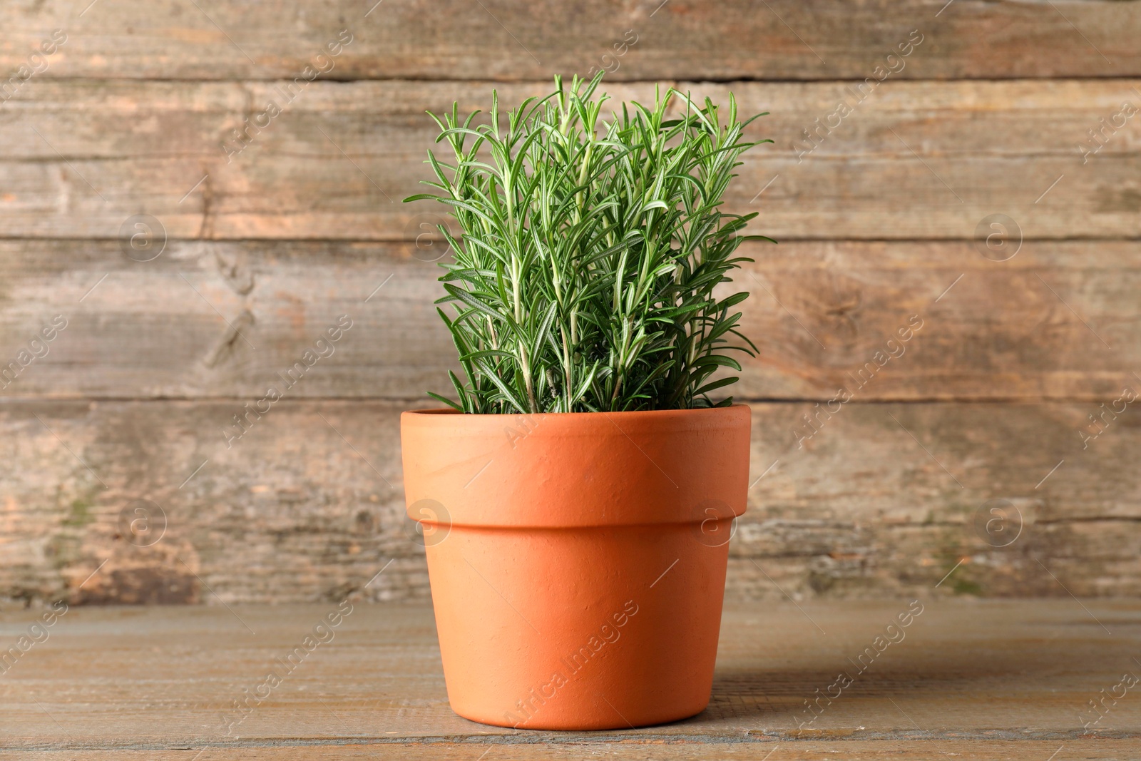 Photo of Aromatic rosemary plant in pot on wooden table