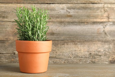 Photo of Aromatic rosemary plant in pot on wooden table, space for text