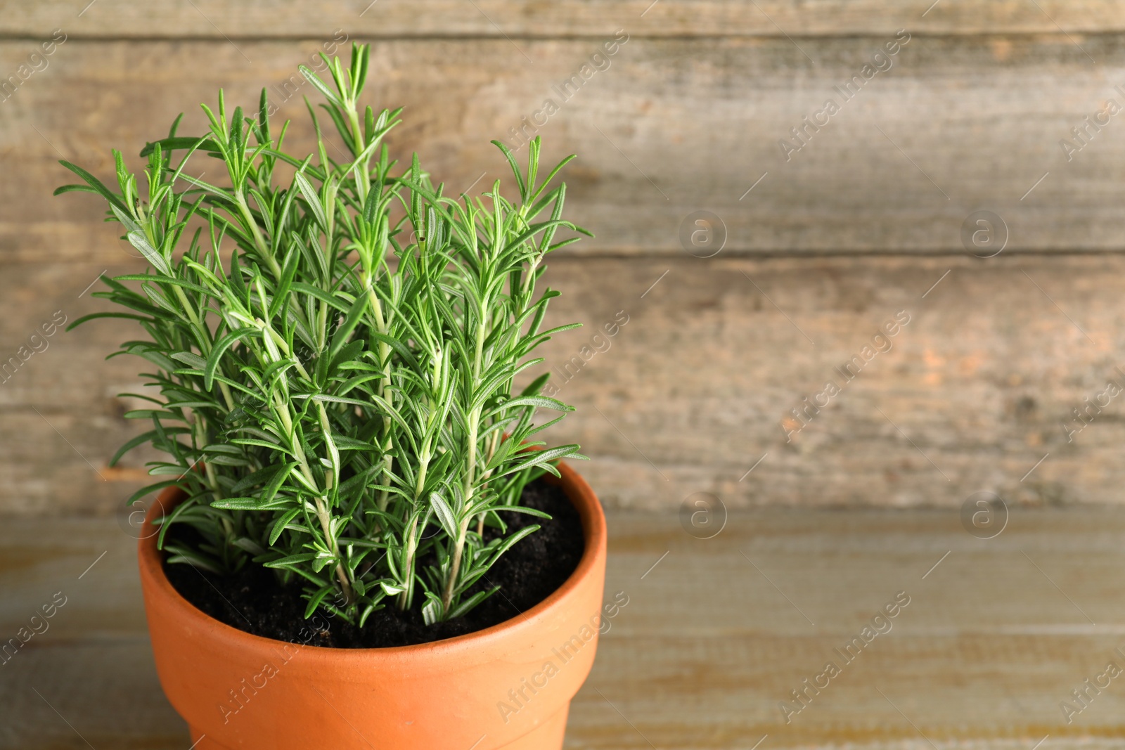 Photo of Aromatic rosemary plant in pot on wooden table, closeup. Space for text