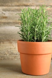 Photo of Aromatic rosemary plant in pot on wooden table, closeup