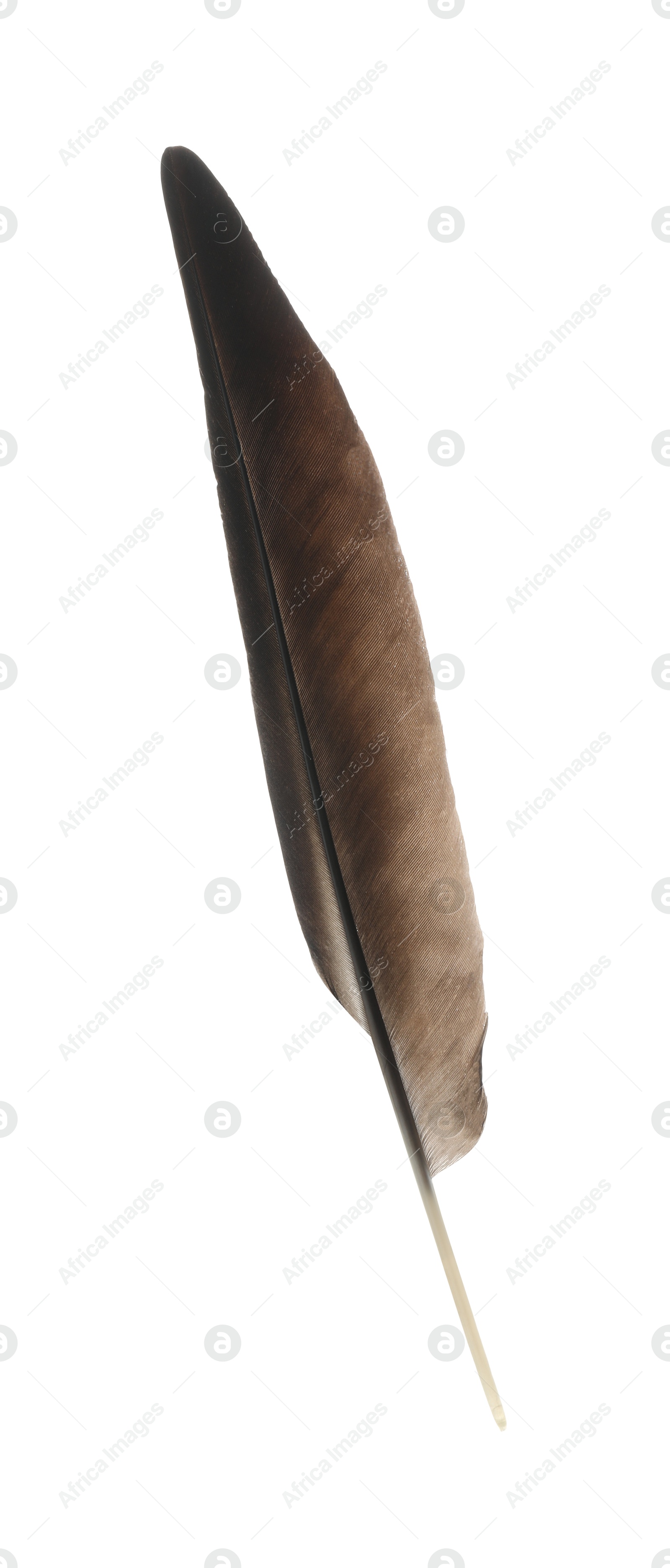 Photo of Beautiful dark bird feather isolated on white