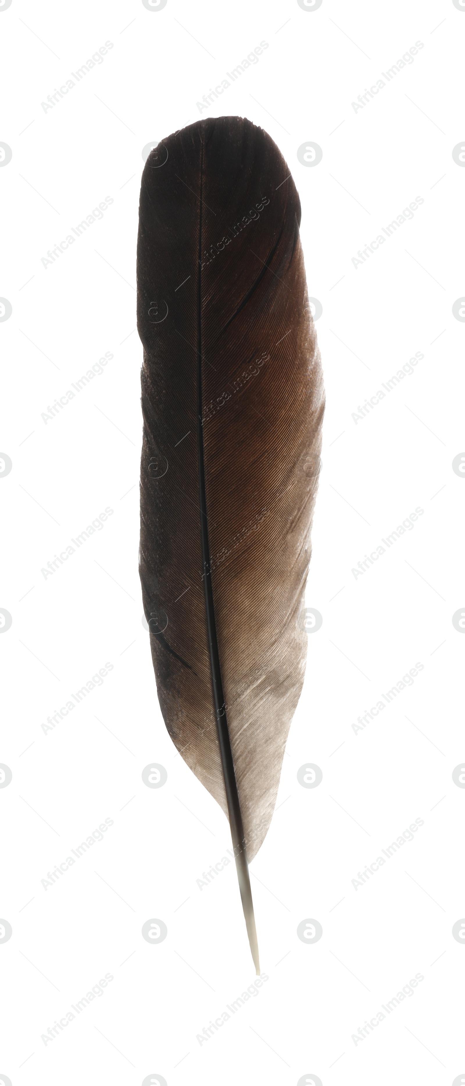 Photo of Beautiful dark bird feather isolated on white