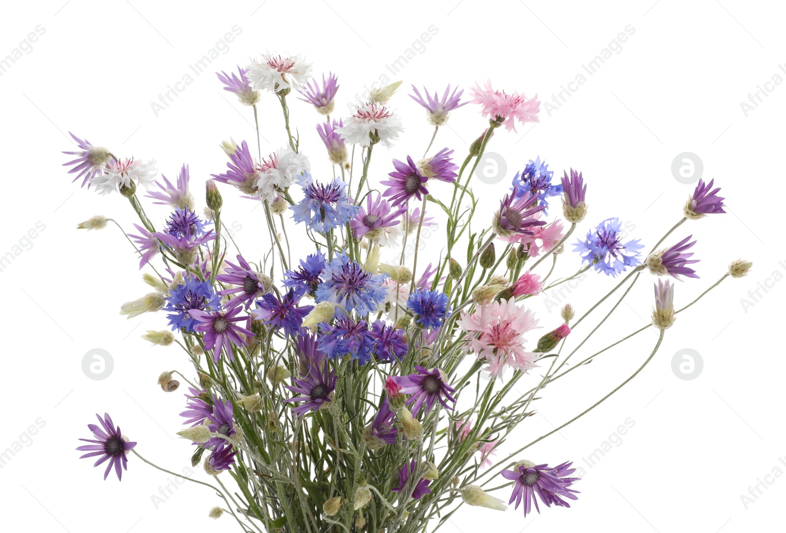 Photo of Bouquet of beautiful wildflowers isolated on white