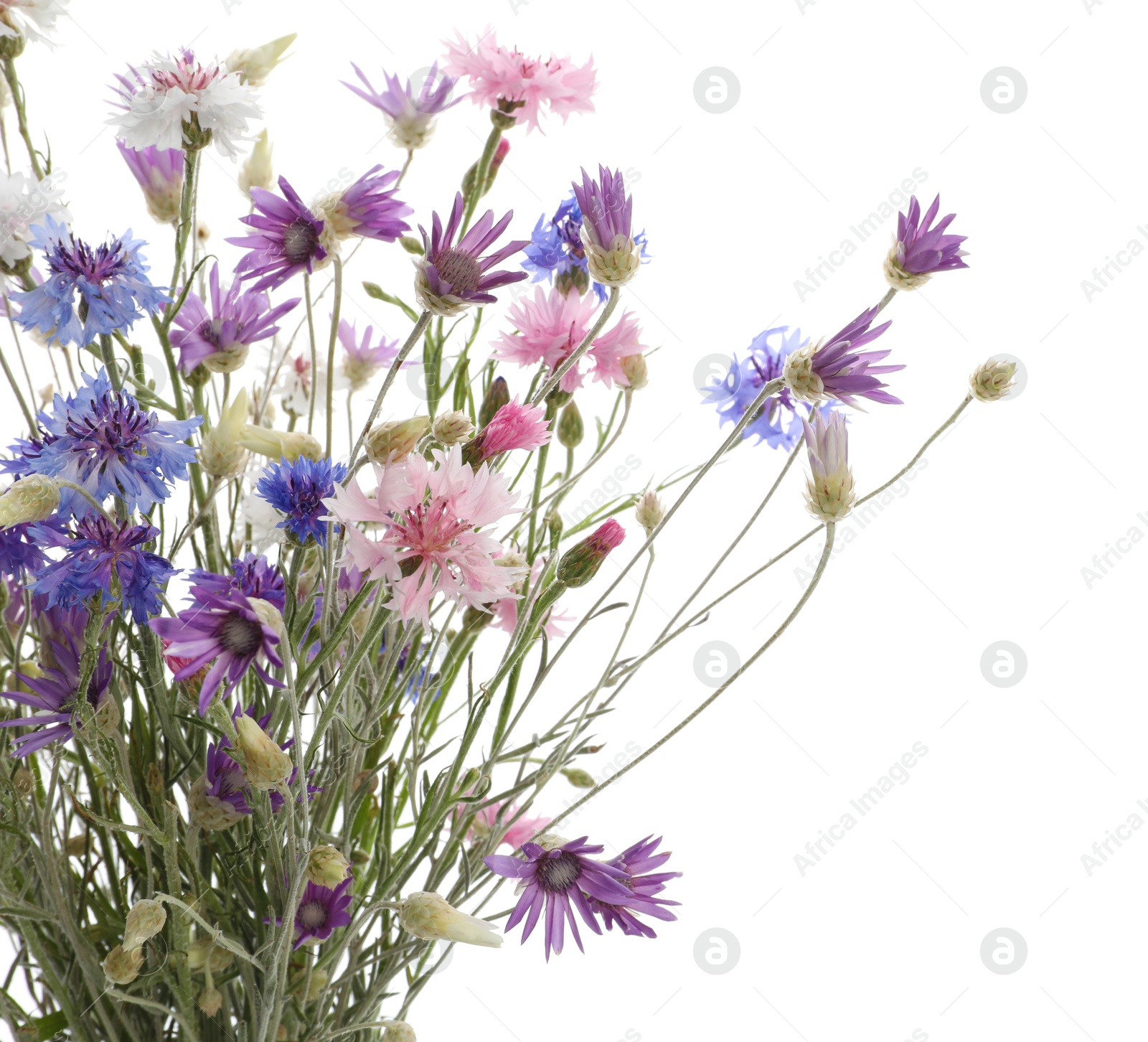 Photo of Bouquet of beautiful wildflowers isolated on white