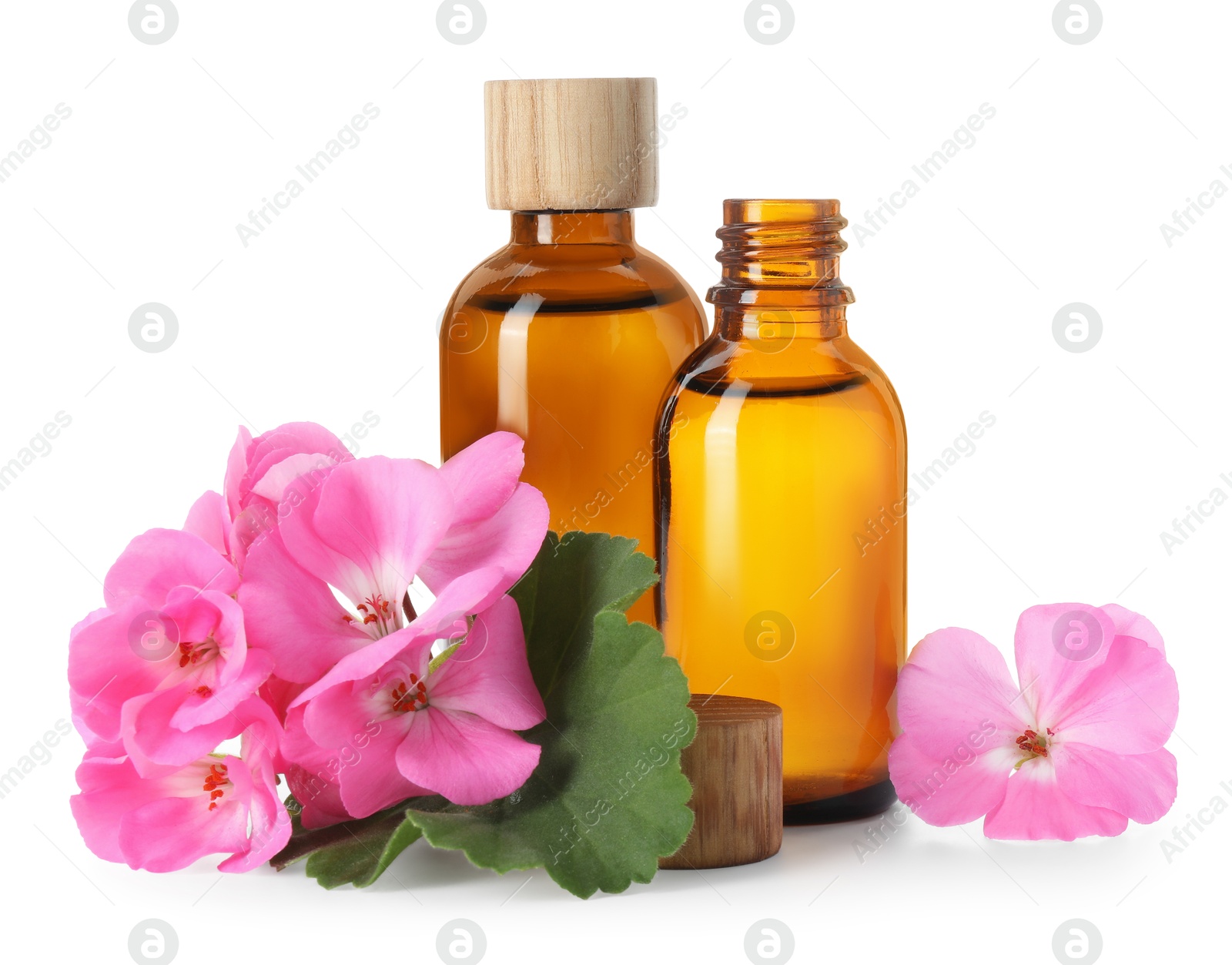 Photo of Geranium essential oil in bottles and beautiful flowers isolated on white