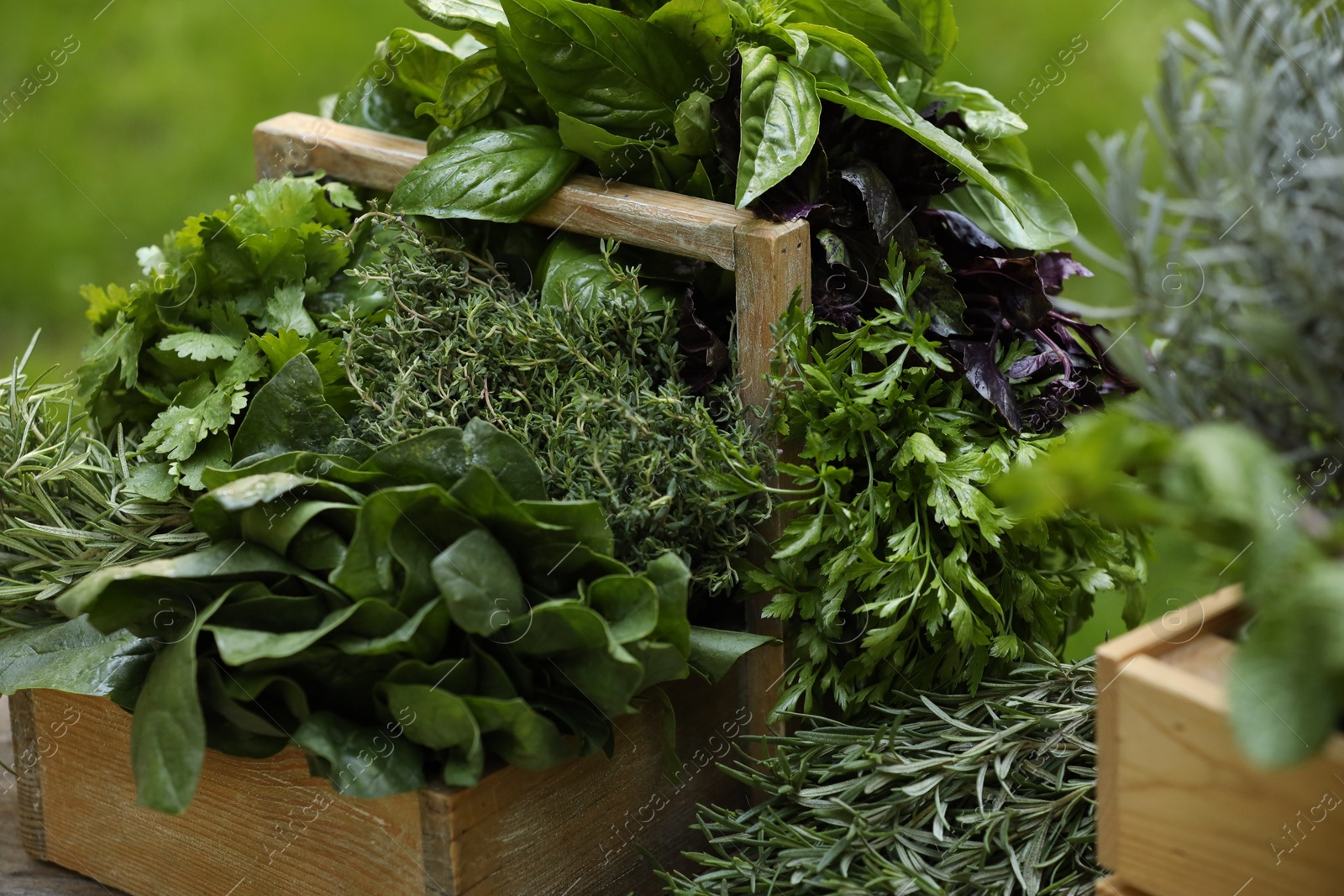 Photo of Different fresh herbs in baskets outdoors, closeup