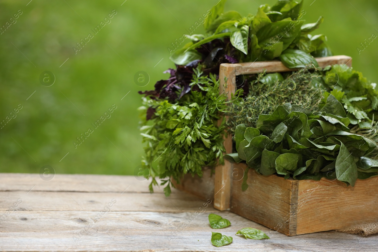 Photo of Different fresh herbs in basket on wooden table outdoors, space for text