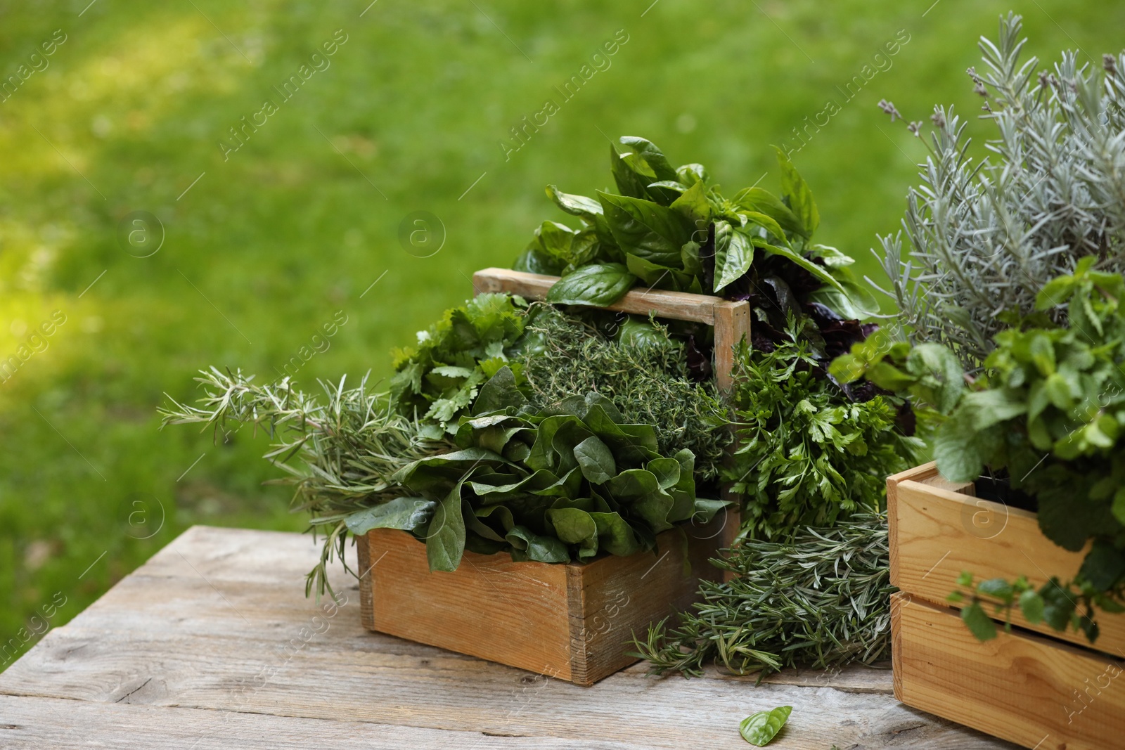 Photo of Different fresh herbs in baskets on wooden table outdoors