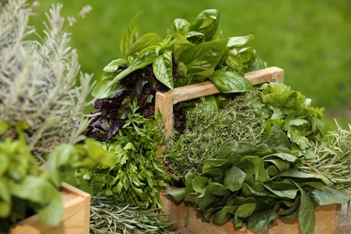 Photo of Different fresh herbs in baskets outdoors, closeup