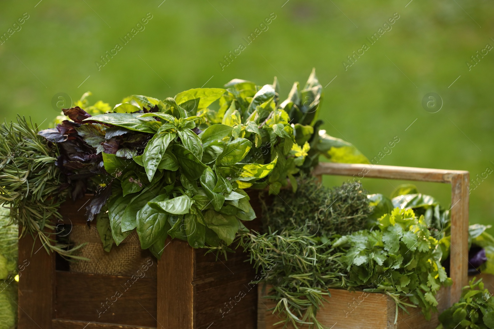 Photo of Different fresh herbs in baskets outdoors, closeup