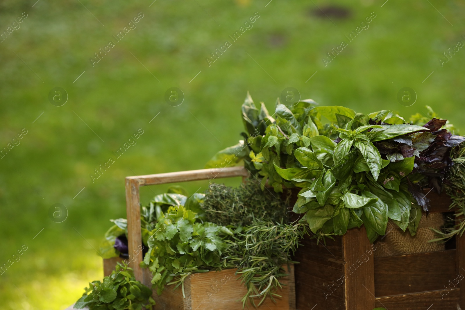 Photo of Different fresh herbs in baskets outdoors, space for text