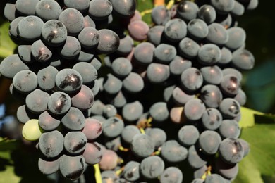 Photo of Ripe grapes growing in vineyard on sunny day, closeup