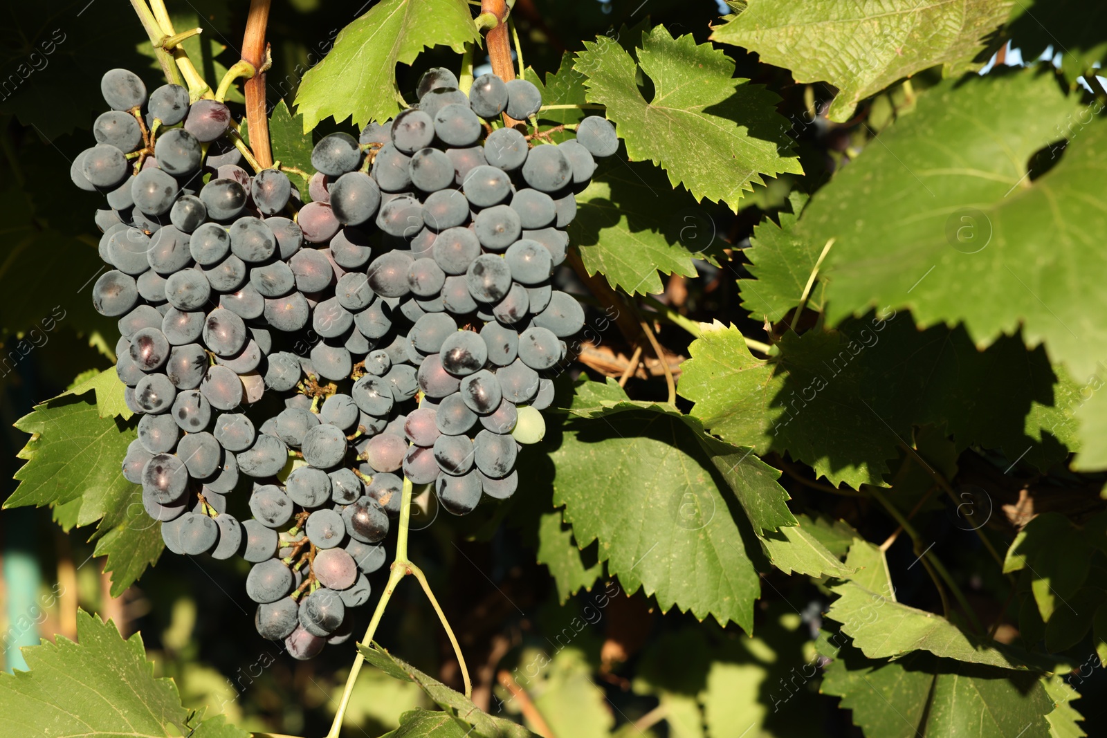 Photo of Ripe grapes growing in vineyard on sunny day