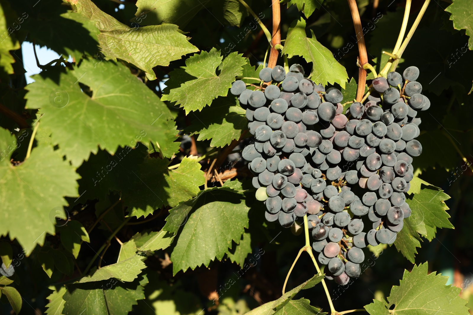 Photo of Ripe grapes growing in vineyard on sunny day