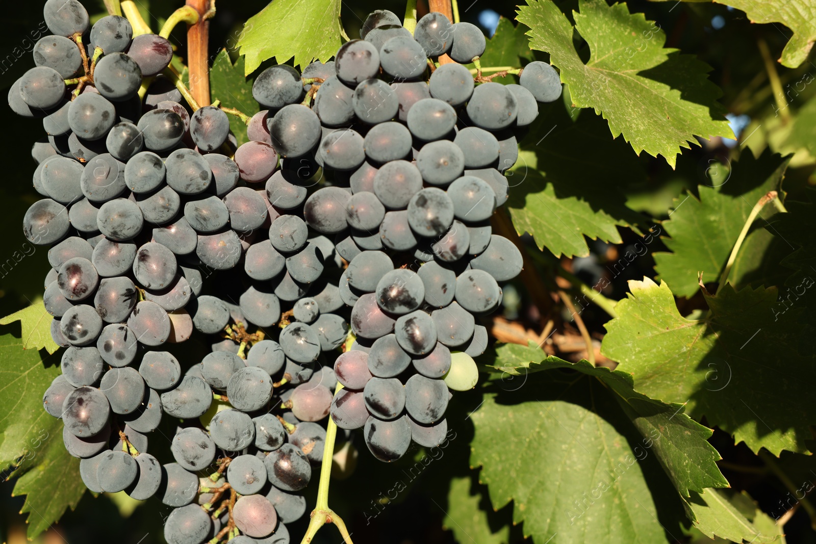 Photo of Ripe grapes growing in vineyard on sunny day, closeup