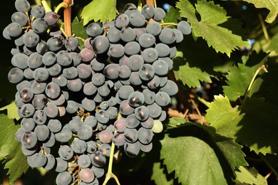 Photo of Ripe grapes growing in vineyard on sunny day, closeup