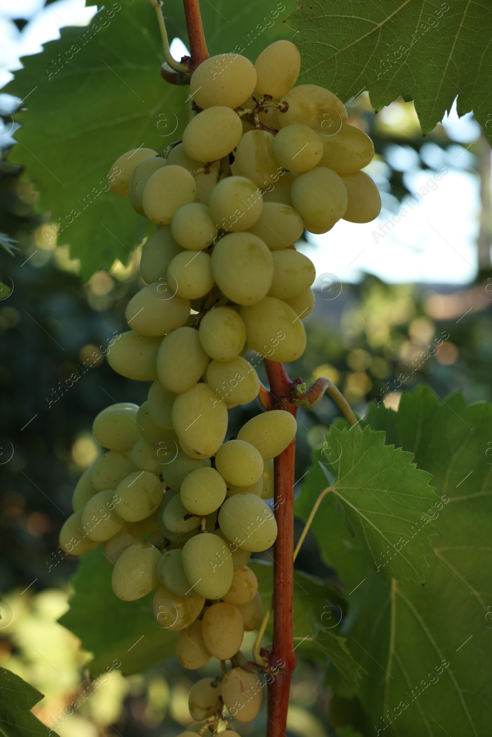 Photo of Fresh green grapes growing in vineyard outdoors, closeup