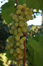 Photo of Fresh green grapes growing in vineyard outdoors, closeup