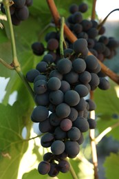 Photo of Ripe juicy grapes growing in vineyard outdoors, closeup