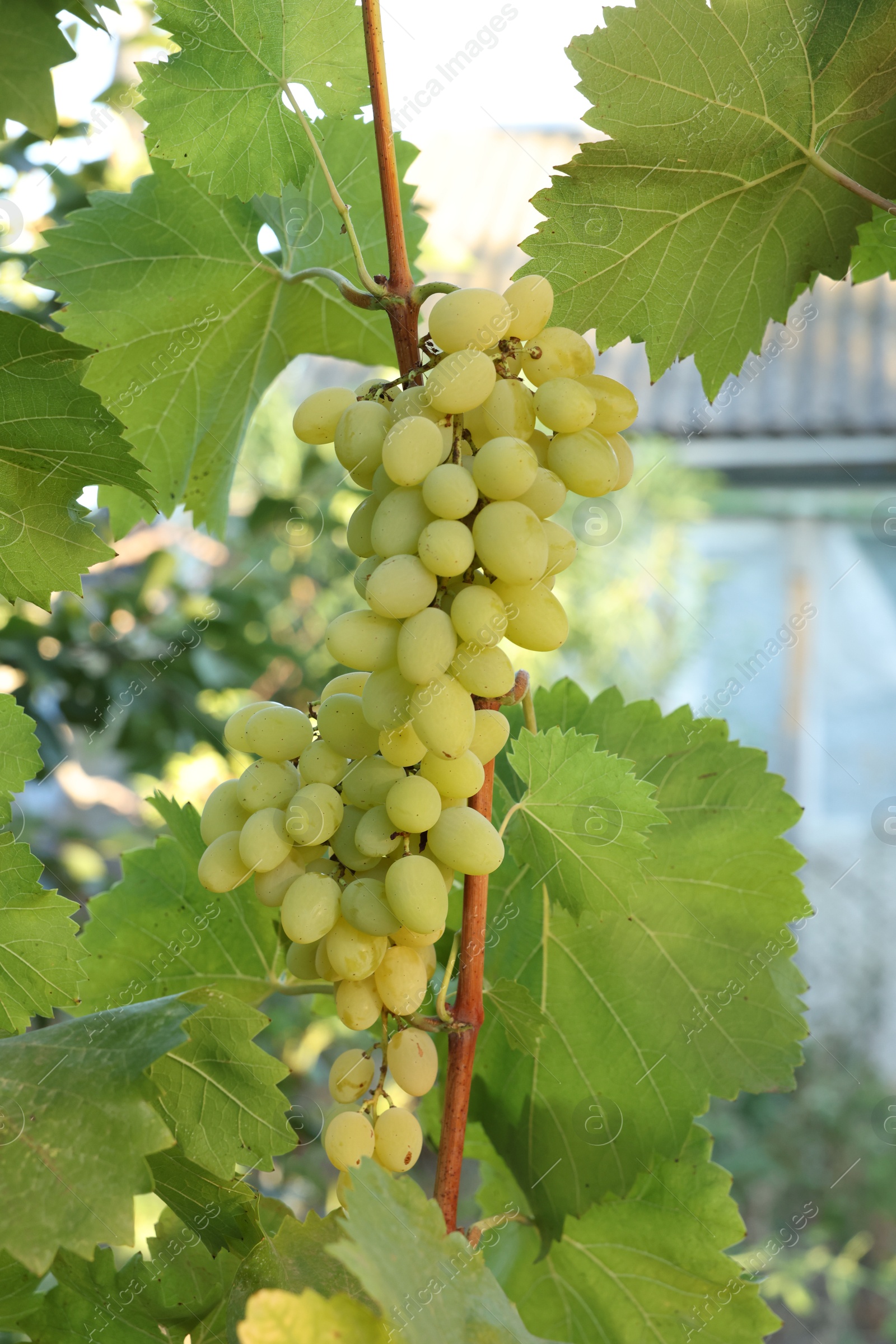 Photo of Fresh green grapes growing in vineyard outdoors