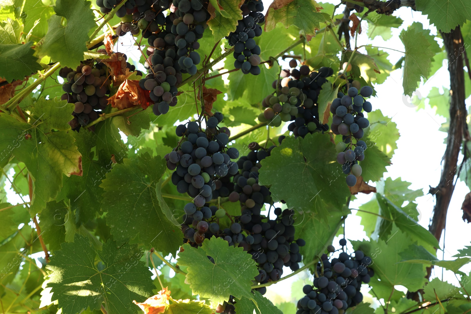 Photo of Fresh grapes growing on branches in vineyard outdoors