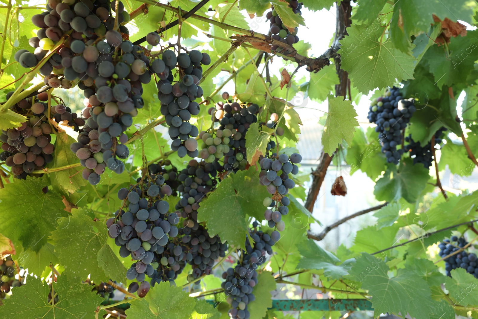 Photo of Fresh grapes growing on branches in vineyard outdoors