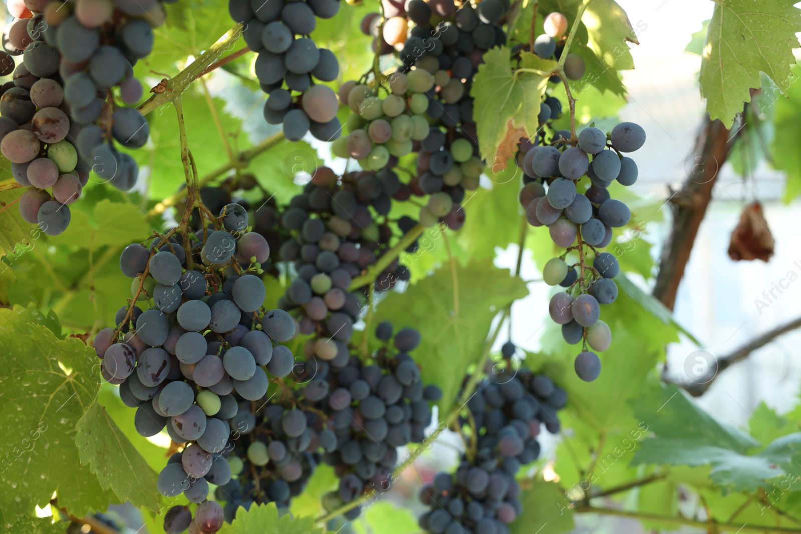 Photo of Fresh grapes growing in vineyard outdoors, closeup