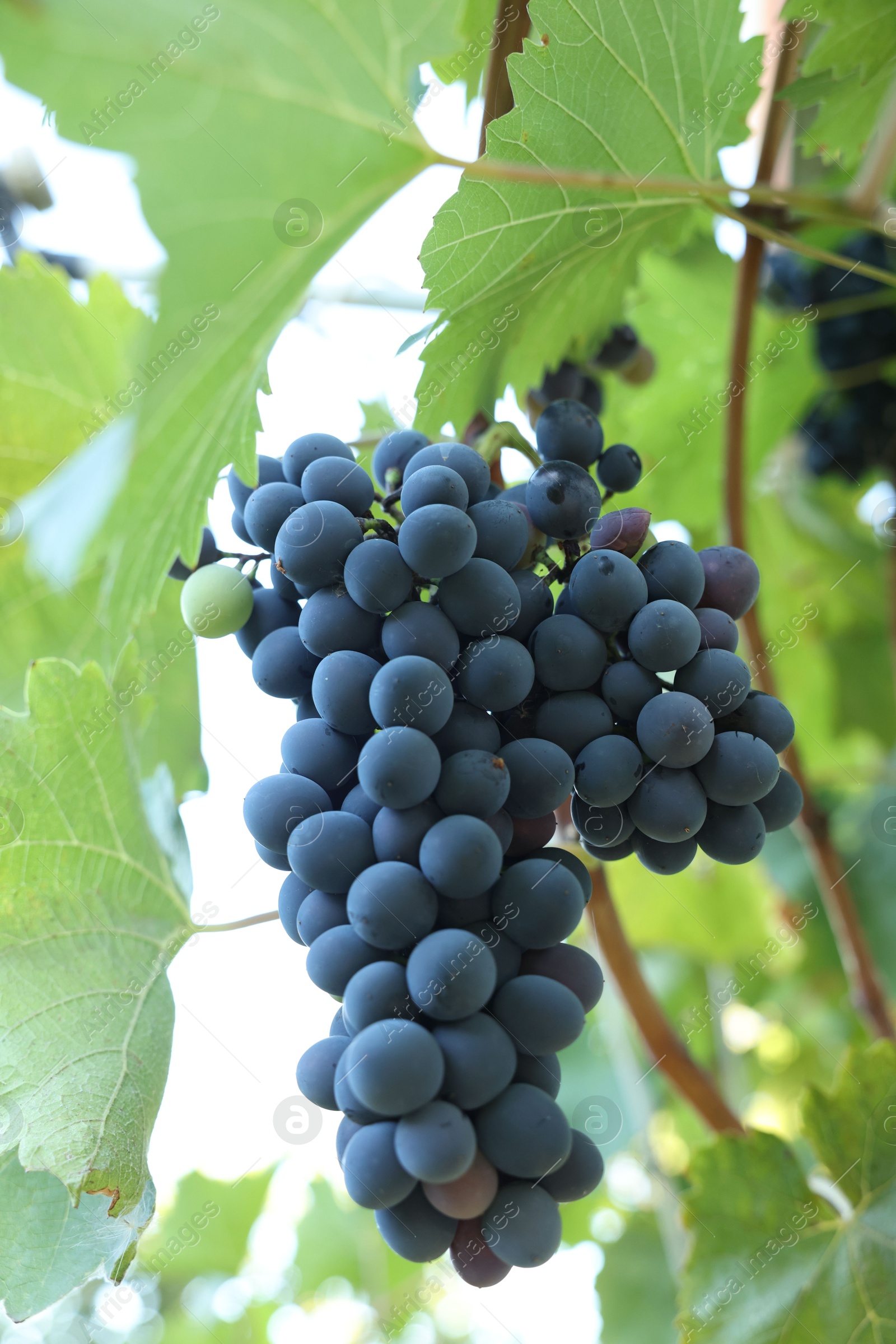 Photo of Ripe juicy grapes growing in vineyard outdoors, closeup