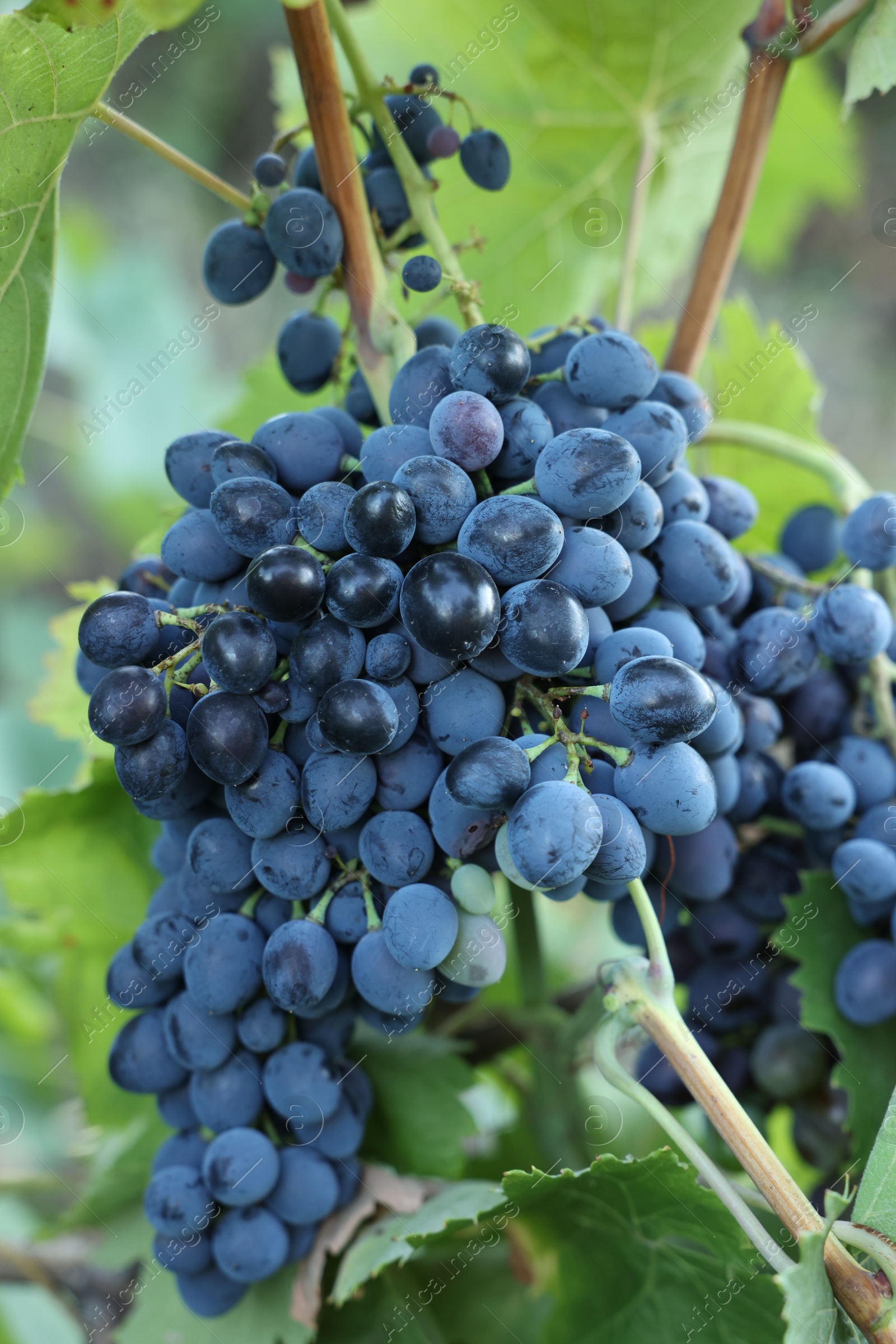 Photo of Ripe juicy grapes growing in vineyard outdoors, closeup