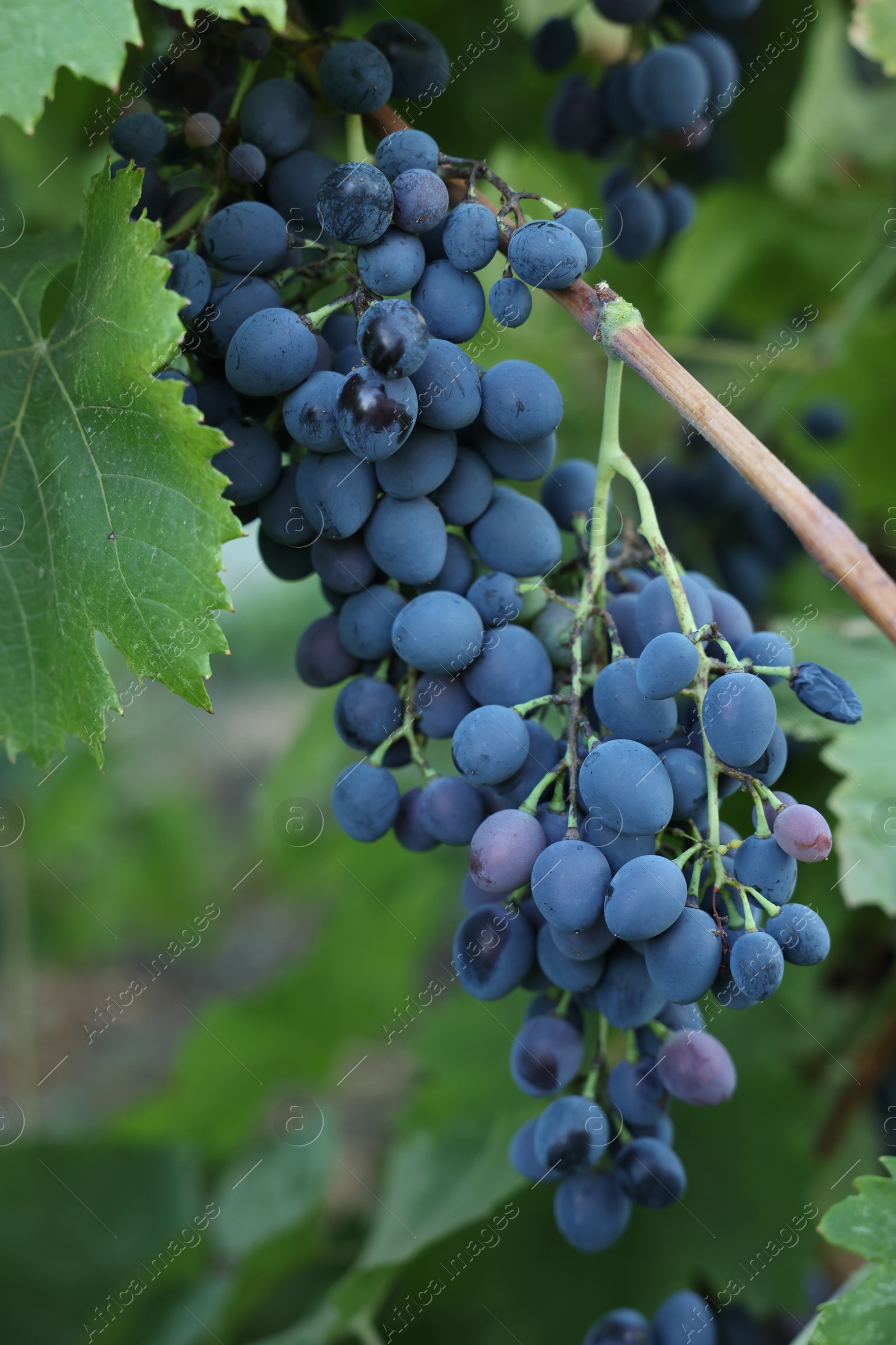 Photo of Ripe juicy grapes growing in vineyard outdoors, closeup