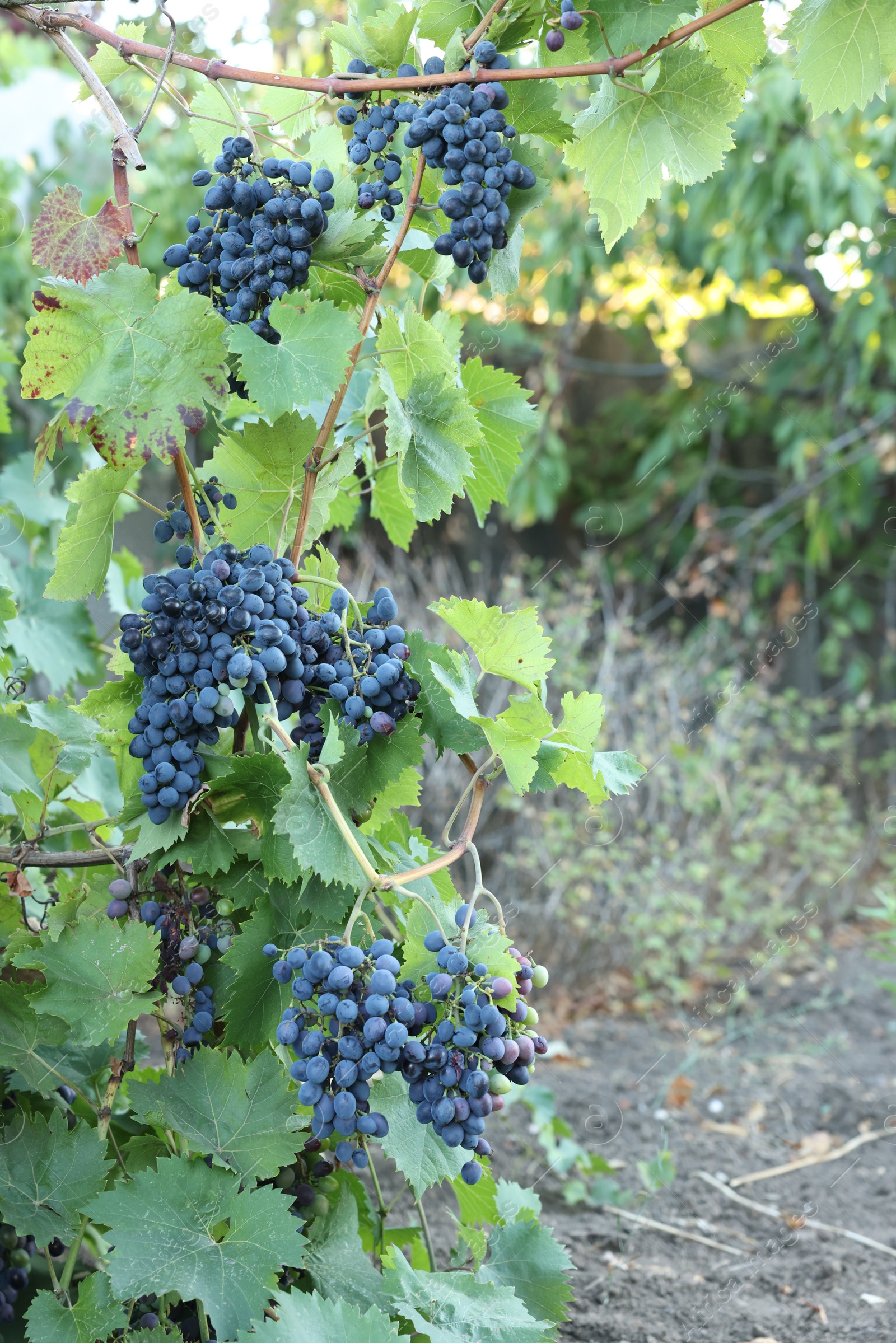 Photo of Ripe juicy grapes growing in vineyard outdoors