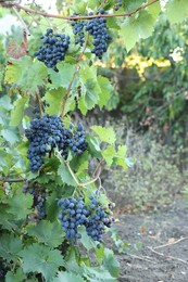 Photo of Ripe juicy grapes growing in vineyard outdoors