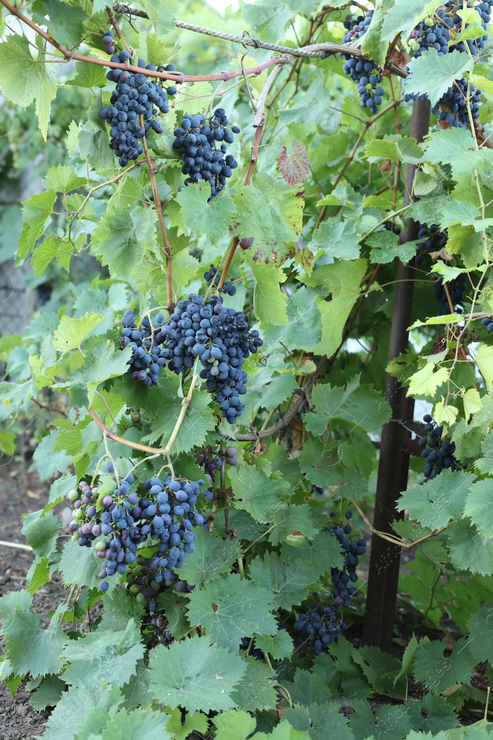 Photo of Ripe juicy grapes growing in vineyard outdoors