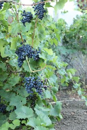 Photo of Ripe juicy grapes growing in vineyard outdoors