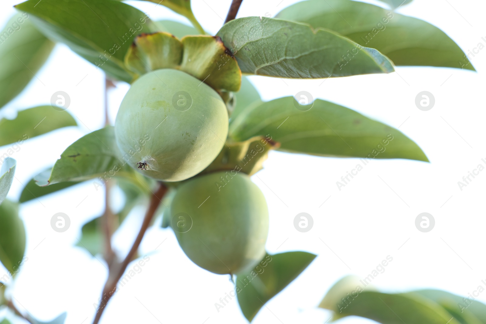 Photo of Unripe persimmons growing on tree in garden outdoors, closeup