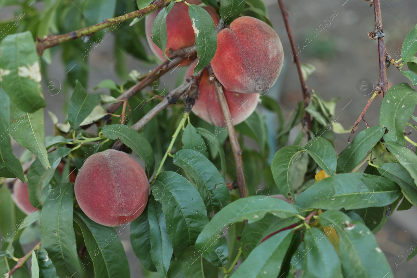 Photo of Fresh peaches growing on branches in garden outdoors