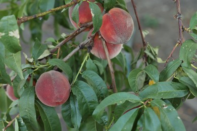 Photo of Fresh peaches growing on branches in garden outdoors