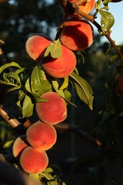 Photo of Fresh peaches growing on branches in garden outdoors