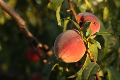 Photo of Fresh peaches growing on branches in garden outdoors, closeup. Space for text