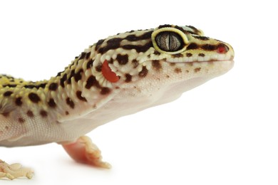 Photo of One beautiful gecko isolated on white, macro view. Exotic pet