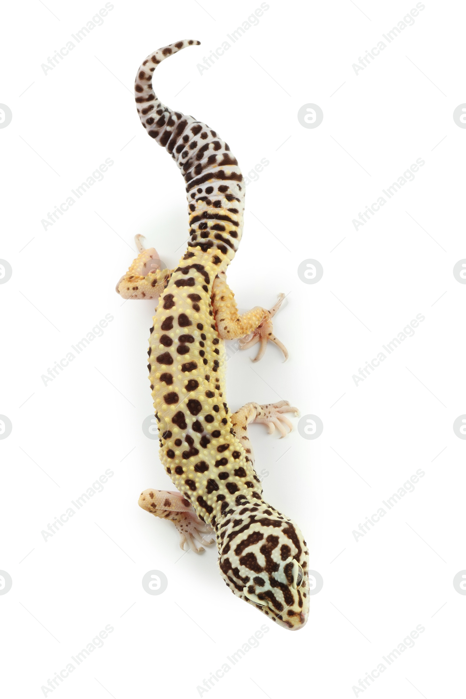 Photo of One gecko animal isolated on white, top view