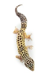 One gecko animal isolated on white, top view