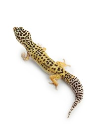 One beautiful gecko isolated on white. Exotic pet