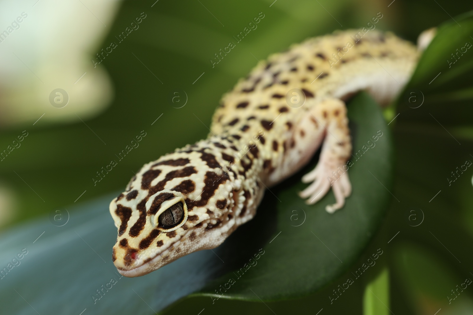 Photo of One beautiful gecko on green leaf, closeup