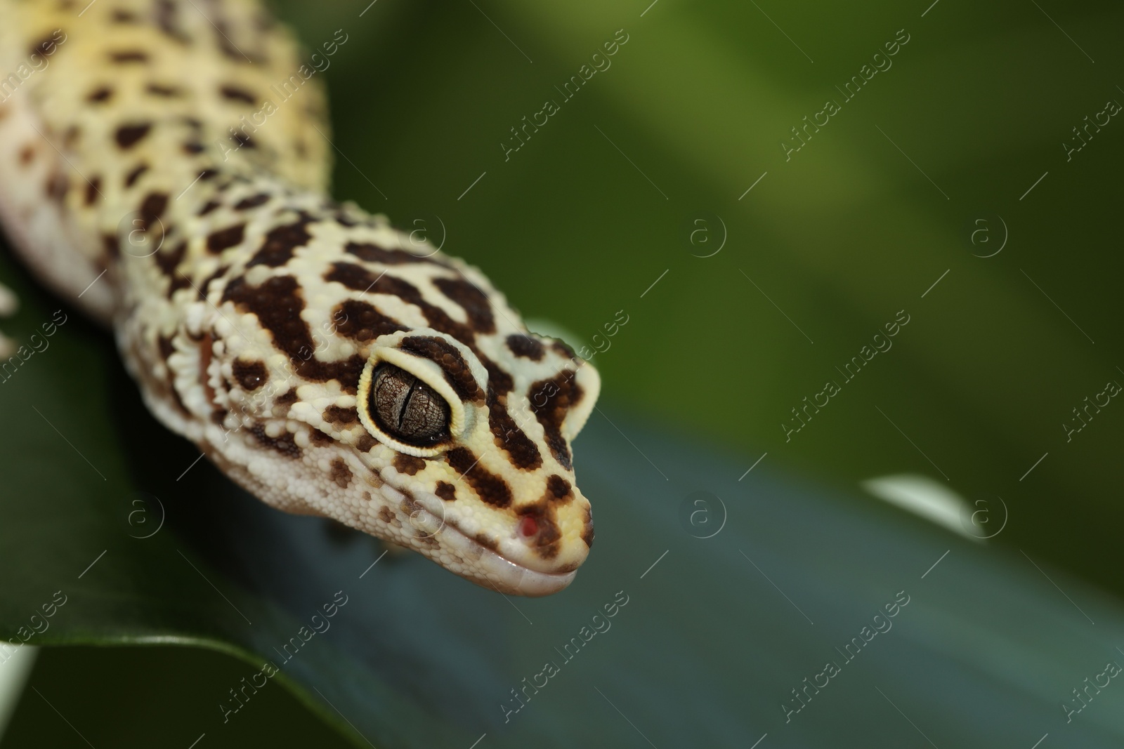 Photo of One beautiful gecko on green leaf, macro view. Space for text