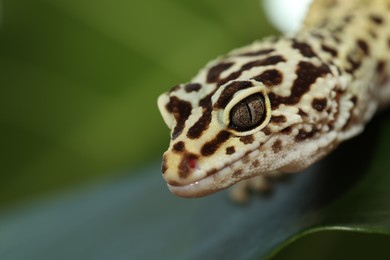 One beautiful gecko on green leaf, macro view